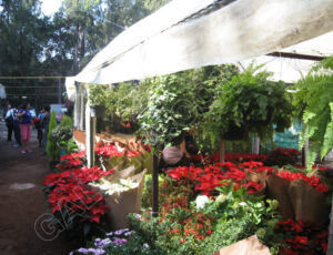 Xochimilco_Mexico_0493