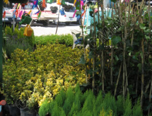 Xochimilco_Mexico_0494