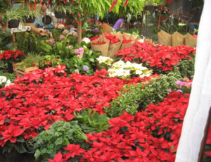 Xochimilco_Mexico_0495