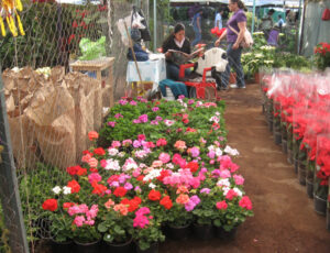 Xochimilco_Mexico_0496