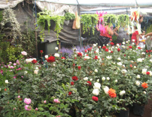 Xochimilco_Mexico_0497