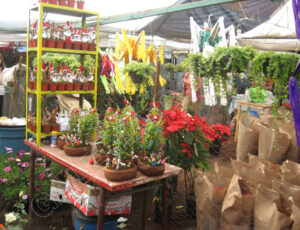 Xochimilco_Mexico_0498