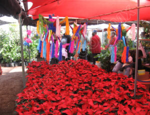 Xochimilco_Mexico_0499