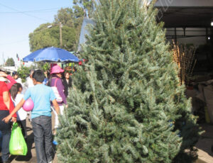 Xochimilco_Mexico_0526